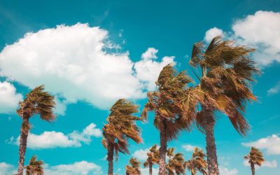 A beautiful shot of tree branches leaning under the power of the wind